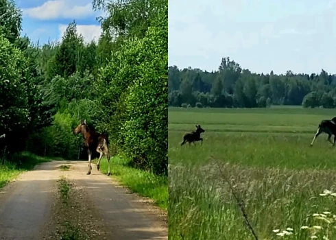 Pastnieču sastaptie aļņi.