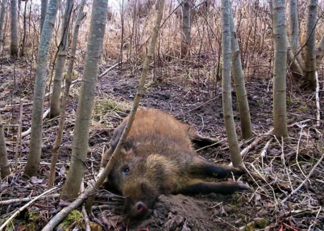 Продовольственно-ветеринарная служба обещает 50 евро за найденного мертвого кабана