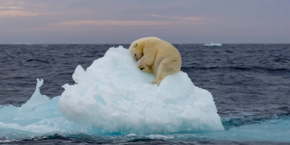 Golfa straumes izmaiņām būtu arī graujošas sekas uz dzīvnieku populāciju.