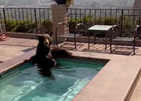 Lācis vēsajā ūdenī izskatās priecīgs.