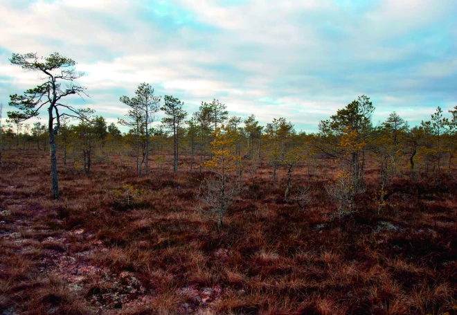 Latvijā dabas sargi atzīst, ka lēnām iet bojā viena no mūsu dabas bagātībām - purvi.