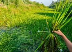 Purvu kaujas: Latvijā paredzēts appludināt teju 60 000 ha lauksaimniecības zemju; zaļie cīnās pret lauksaimniekiem