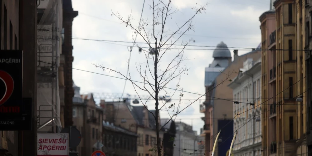 FOTO: kādēļ Rīgā izliktie kastu koki ir panīkuši? Čaka ielas "iedzīvināšanas" izmaksas dome pagaidām nepaziņo