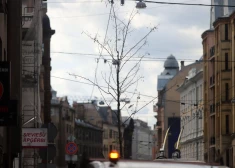 Fotogrāfijās atklājas, ka A. Čaka lielu šobrīd, jūlija un augusta mijā, tik tiešām rotā panīkuši, kalsni kociņi kastēs.