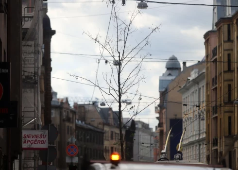 FOTO: kādēļ Rīgā izliktie kastu koki ir panīkuši? Čaka ielas "iedzīvināšanas" izmaksas dome pagaidām nepaziņo