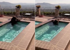 Как у себя дома! В США дикий медведь искупался в частном бассейне
