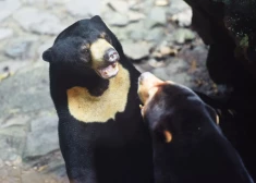 VIDEO: Ķīnas zoodārzam jātaisnojas, ka saules lāči ir īsti, nevis kostīmos ģērbti cilvēki