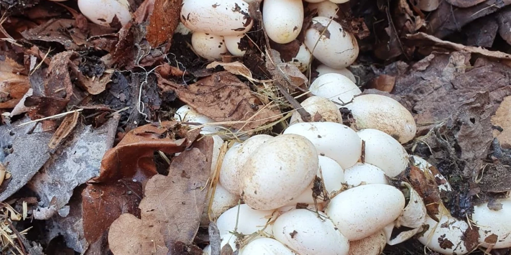 Komposta kaudzē atklāj izdētas zalkšu mātītes olas