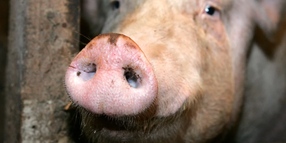 Выявлена уже шестая вспышка АЧС в Латвии среди свиней в этом году