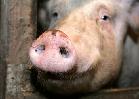 Выявлена уже шестая вспышка АЧС в Латвии среди свиней в этом году