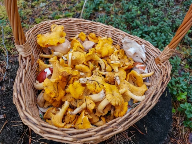 Tik mazu interesi par meža velšu nodošanu uzpircēji nav novērojuši jau sen.