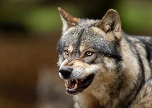 Нападения волков в Латвии участились, но государство не готово помогать