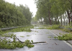 Во время бури в Тервете на мужчину упало дерево
