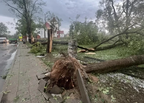 В Литве под упавшими от ветра деревьями погибла женщина.