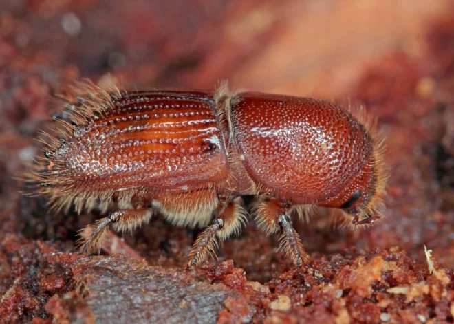 Mizgrauzi varēs apkarot operatīvāk