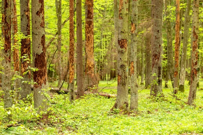 Īpašniekiem būtu regulāri jāapseko savs mežs. Mizgrauža klātbūtni var konstatēt vienkārši – eglēs redzami nelieli caurumiņi un miltos pārvērsta koksne.
