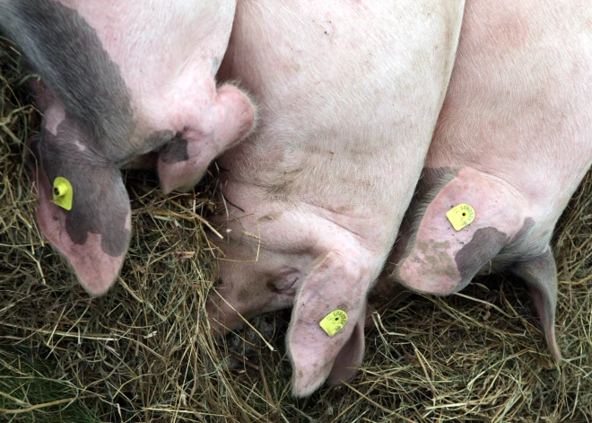 ĀCM uzliesmojums konstatēts mājas cūkām zemnieku saimniecībā Vīpes pagastā