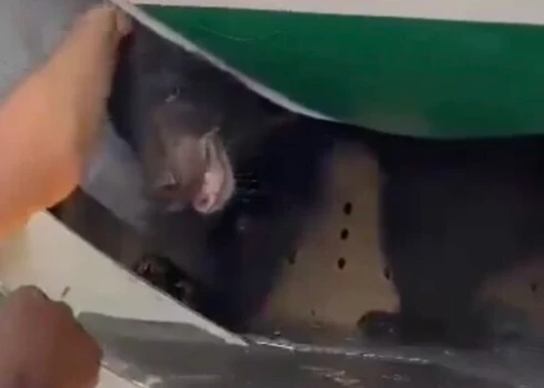 VIDEO: pasažieri pārsteigti atklāj, ka sēž vienā lidmašīnā ar izbēgušu lāci