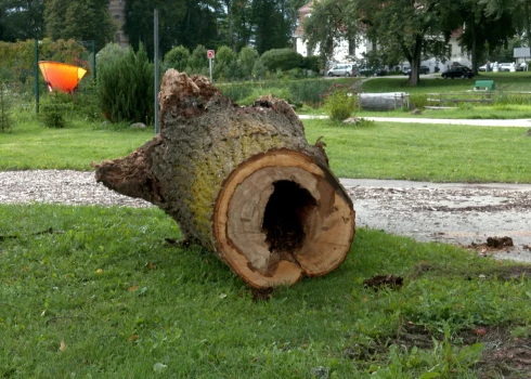 Дерево, которое смертельно травмировало мужчину, оказалось сгнившим внутри. (Фото: скриншот Degpunktā)