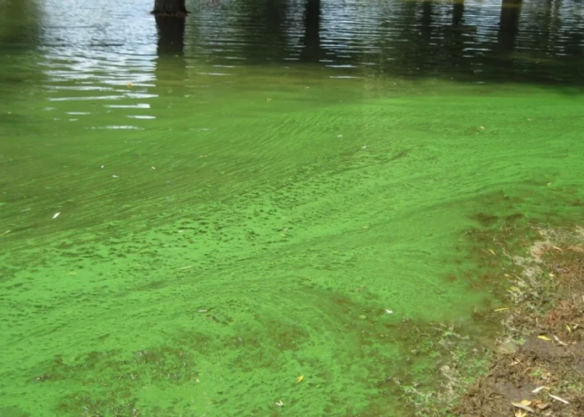 Vairākās peldvietās novērotas zilaļģes - peldēties aizliegts!