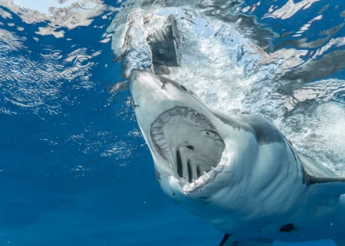 В Нью-Йорке акула напала на человека впервые за 65 лет - женщина потеряла около 9 кг веса