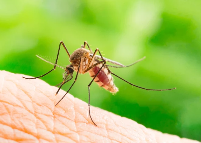 Efektīvi paņēmieni, kā atvairīt odus, lapsenes un citus dzēlējus?