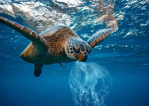 Jūras bruņrupuči plastmasas maisiņus notur par medūzām, mēģina apēst, sapinas un mirst.