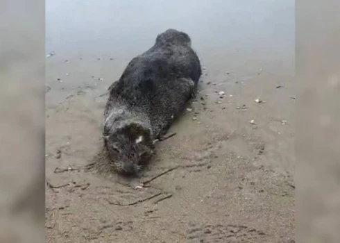 Больное животное замучили попытками прогнать в воду.