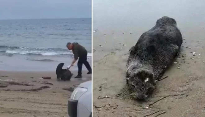 Пьяные туристы били животное чем придется, желая прогнать его в воду.