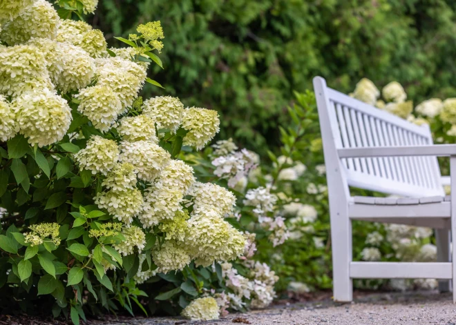 Hortenzijas ziedēšanas laiks ir sācies arī Ķemeru vēsturiskajā parkā. Parka teritoriju ar savu krāšņumu daiļo skarainās hortenzijas šķirne 'Grandiflora', kuras šobrīd ir baltā krāsā, bet vēlāk toni sāks mainīt uz sārto, piešķirot parkam rudenīgas nokrāsas. 