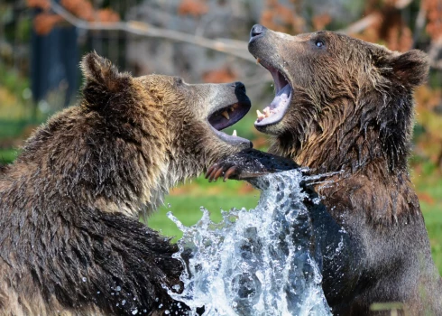 Специалист: медведь вернулся в Латвию, чтобы остаться, люди будут наблюдать его все чаще