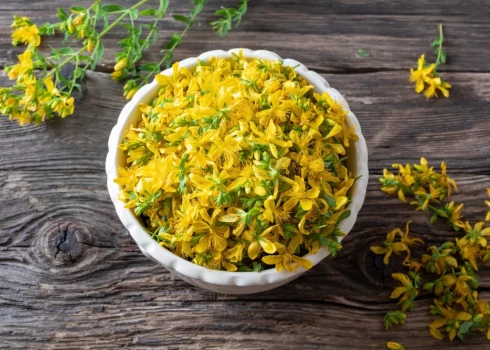  Тем, кто употребляет в летний сезон отвар зверобоя, настои или травяные сборы, содержащие зверобой, следует учитывать, что он может повышать чувствительность кожи к ультрафиолетовому излучению, и кожа может быстрее сгореть на солнце.