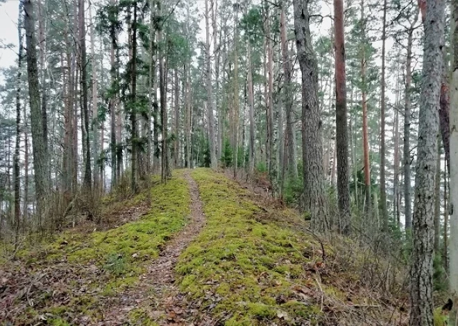 Atjaunos Latvijā ārkārtīgi retu mežu