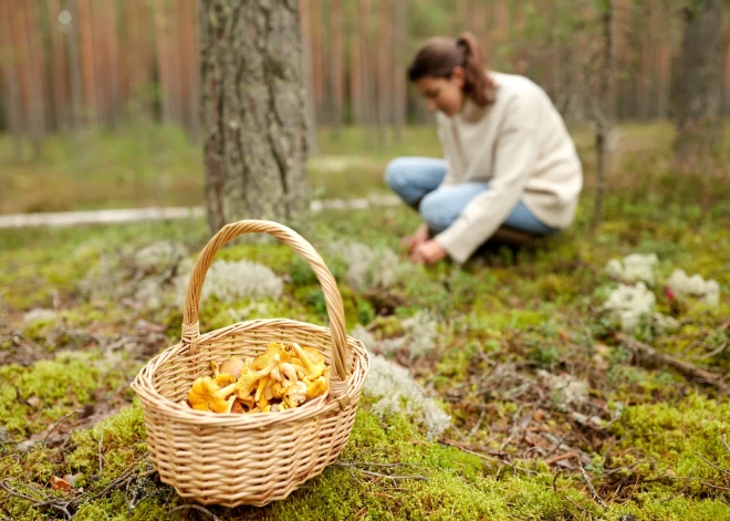 Tā dara ļoti daudzi! Dažas lietas, ko noteikti nedarīt, dodoties sēņot