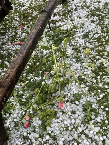 Un tas ir viss, kas palicis no operdziedātājas rozēm.