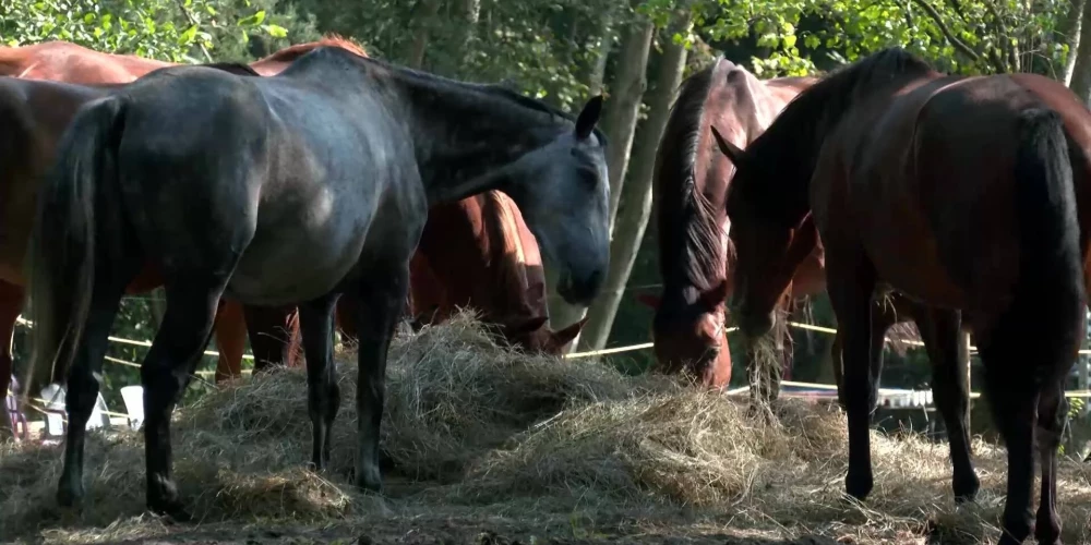 Судьба конного клуба в Мангальсале под угрозой - 50 лошадей могут остаться без дома