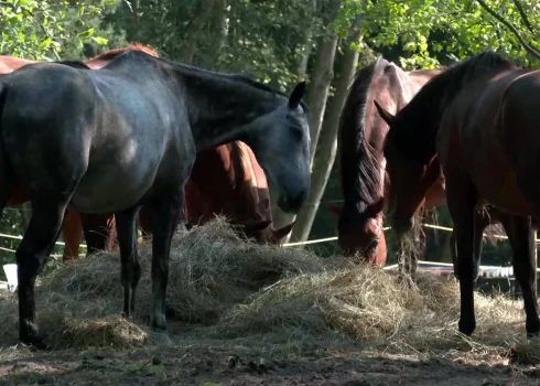 Судьба конного клуба в Мангальсале под угрозой - 50 лошадей могут остаться без дома