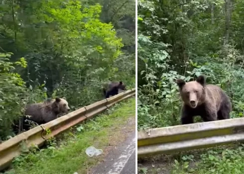 ВИДЕО: безответственные латвийцы на дороге подкармливают медведей. Почему этого делать нельзя?