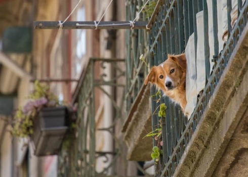 "На балкон течет собачья моча!" - конфликт между жильцами дома длится уже очень долго