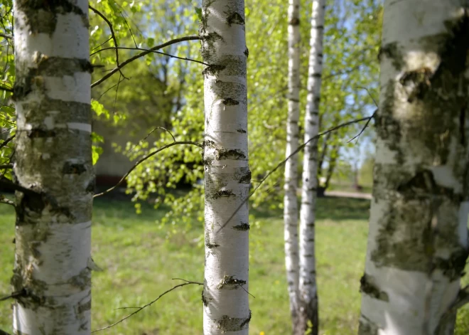 EK izmeklēs Krievijā ražota bērza saplākšņa produktu nelegālu nonākšanu ES tirgū