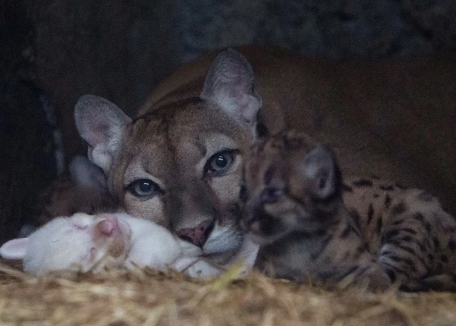 Mazā puma ar rozā degunu Tomasa Belta zoodārzā Džuigalpā ir Centrālamerikas valsts Nikaragvas pirmā albīna puma, kas piedzimusi nebrīvē, un saskaņā ar zoodārza veterinārārsta Karlosa Molinas aplēsēm viena no četrām visā pasaulē.