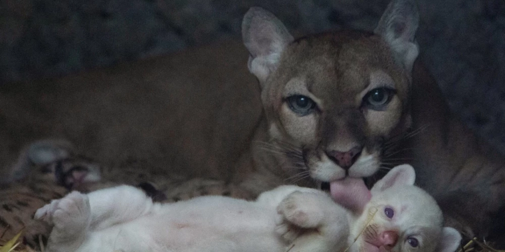Lepnā pumas mamma var lepoties - pasaulē ir tikai četras pumas albīni.