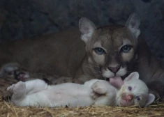 Lepnā pumas mamma var lepoties - pasaulē ir tikai četras pumas albīni.