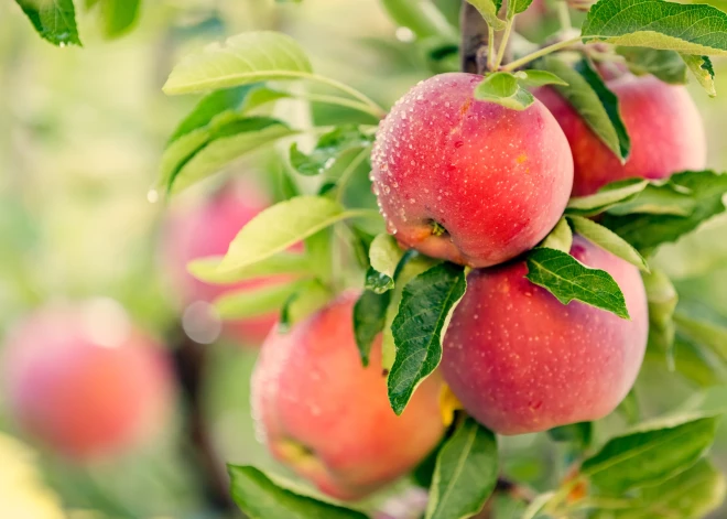 Daudzu tik iecienīti pārtikas produkti, kurus mēs varētu zaudēt klimata izmaiņu dēļ