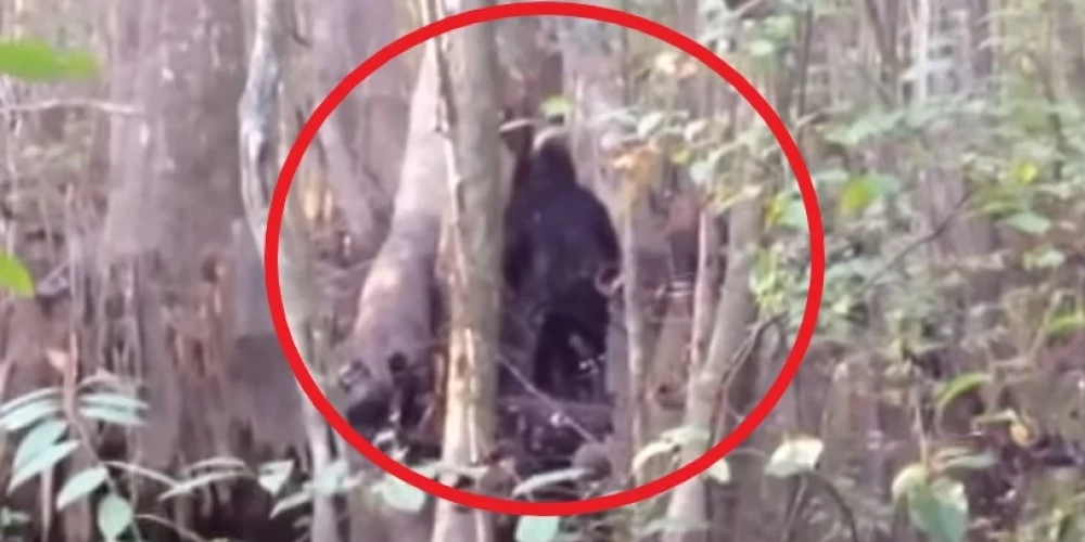 ВИДЕО: американец в лесах наткнулся на загадочное существо