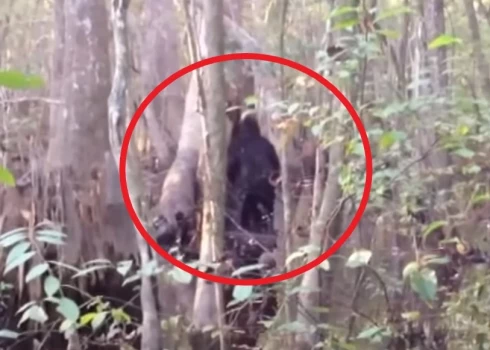 ВИДЕО: американец в лесах наткнулся на загадочное существо