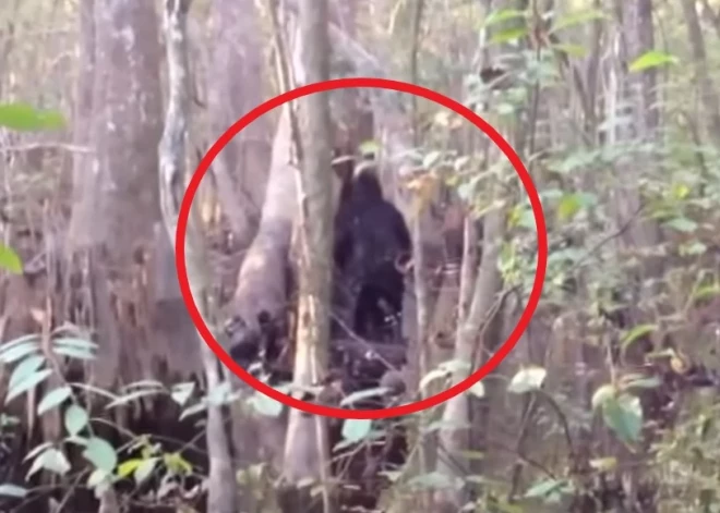 ВИДЕО: американец в лесах наткнулся на загадочное существо