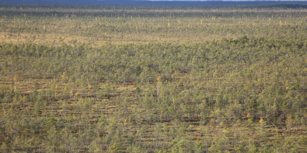 Teiču dabas rezervātā ir Latvijas lielākais purvs (platība apmēram 19000 ha), ko praktiski nav skārusi cilvēka darbība. Aizsargājamā teritorija ir arī viens no lielākajiem mitro ekosistēmu kompleksiem Baltijā ar rezervāta aizsardzības režīmu. Lielāko daļu aizņem augstais jeb sūnu purvs. Mežs aizņem 3729 ha. Lielāki skujkoku un jaukto mežu nogabali ir tikai ziemeļu daļā. Bez akačiem un lāmām Teiču rezervātā ir 18 ezeri, kas lielāki par 2 ha; lielākie — Kurtavas, Pieslaista un Mindaugas ezers. Tie ir distrofi ezeri — ūdenī daudz organisko vielu, maz minerālvielu.
