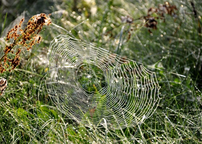 Svētdien uzspīdēs saule un valsts lielākajā daļā nelīs