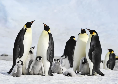 Kūstot Antarktīdas ledum, noslīkst tūkstošiem jauno pingvīnu